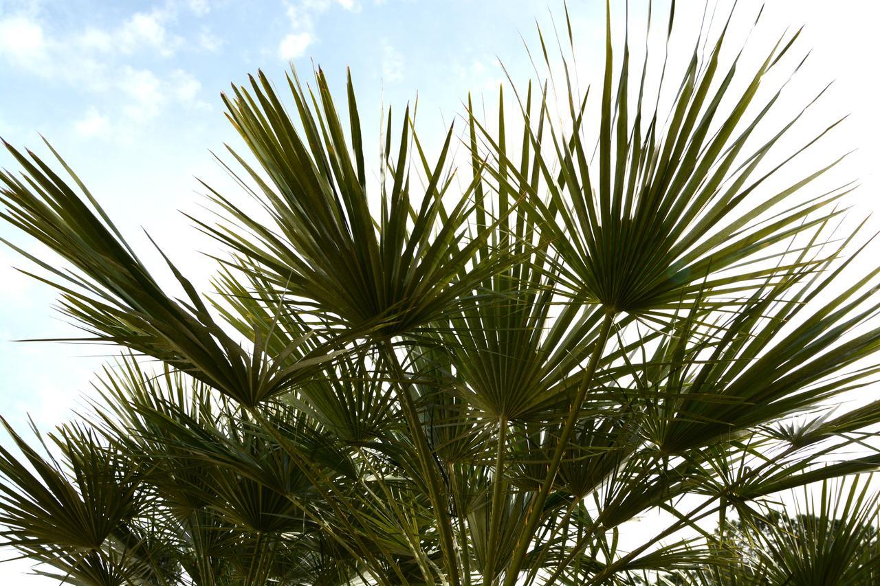 B&B Villa Garden Bisceglie Bagian luar foto